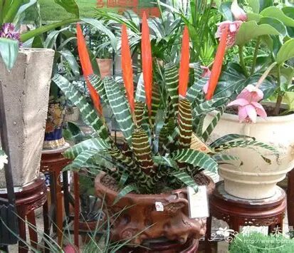 Zebra Bromeliad image 5
