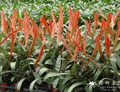 Zebra Bromeliad image 6