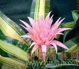 Zebra Bromeliad image 7