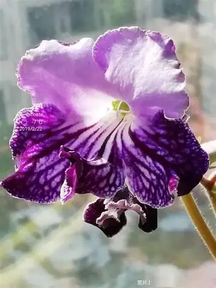Pansy Orchid image 4