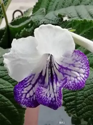 Pansy Orchid image 5