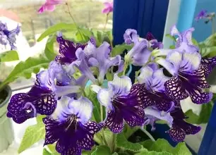 Pansy Orchid image 3
