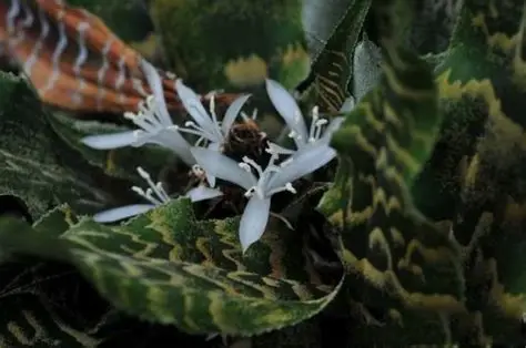 Earth Star image 2