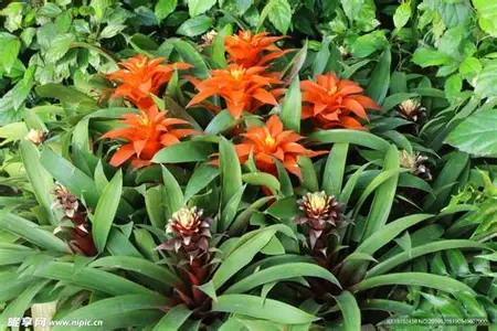 Star Bromeliad image 4
