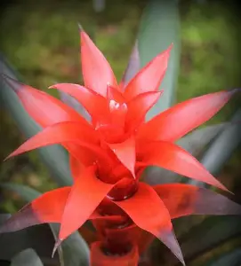 Star Bromeliad image 6
