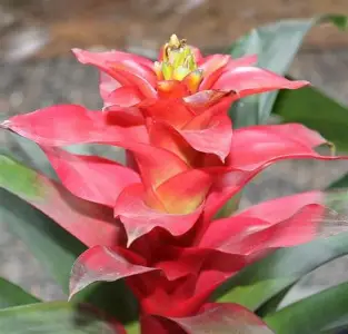 Star Bromeliad image 7