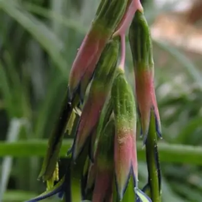 Hanging Vase Bromeliad image 6