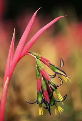 Hanging Vase Bromeliad image 7