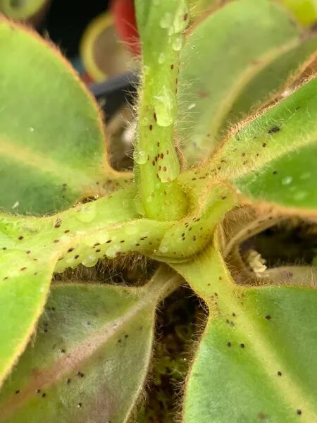 Venus Fern image 3