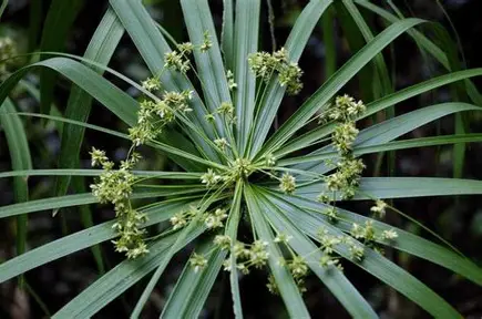 Umbrella Sedge image 3