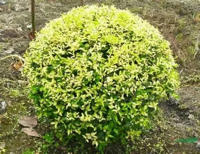 Golden Japanese Privet