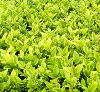 Golden Japanese Privet image 2