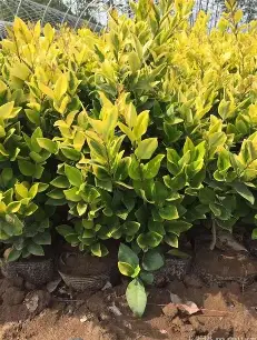 Golden Japanese Privet image 3