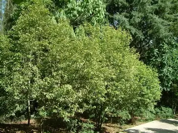 天竺桂 图片 2