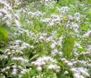Siam Weed image 2