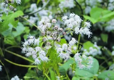 Siam Weed image 3