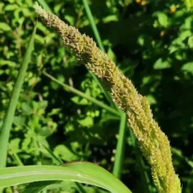 Barnyard Grass image 2