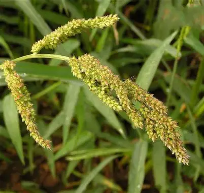 Barnyard Grass image 3