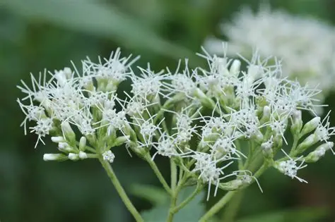 Chinese Thoroughwort image 3