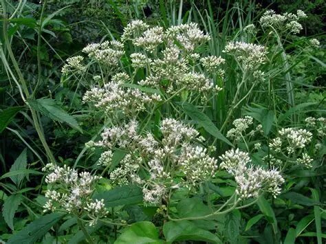 Chinese Thoroughwort image 2
