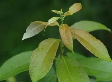 Gland Willow image 4