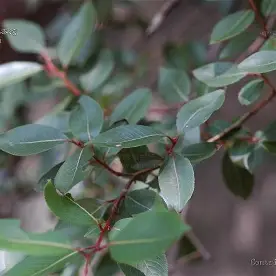 Gland Willow image 5