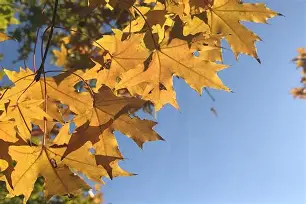元宝枫 图片 5