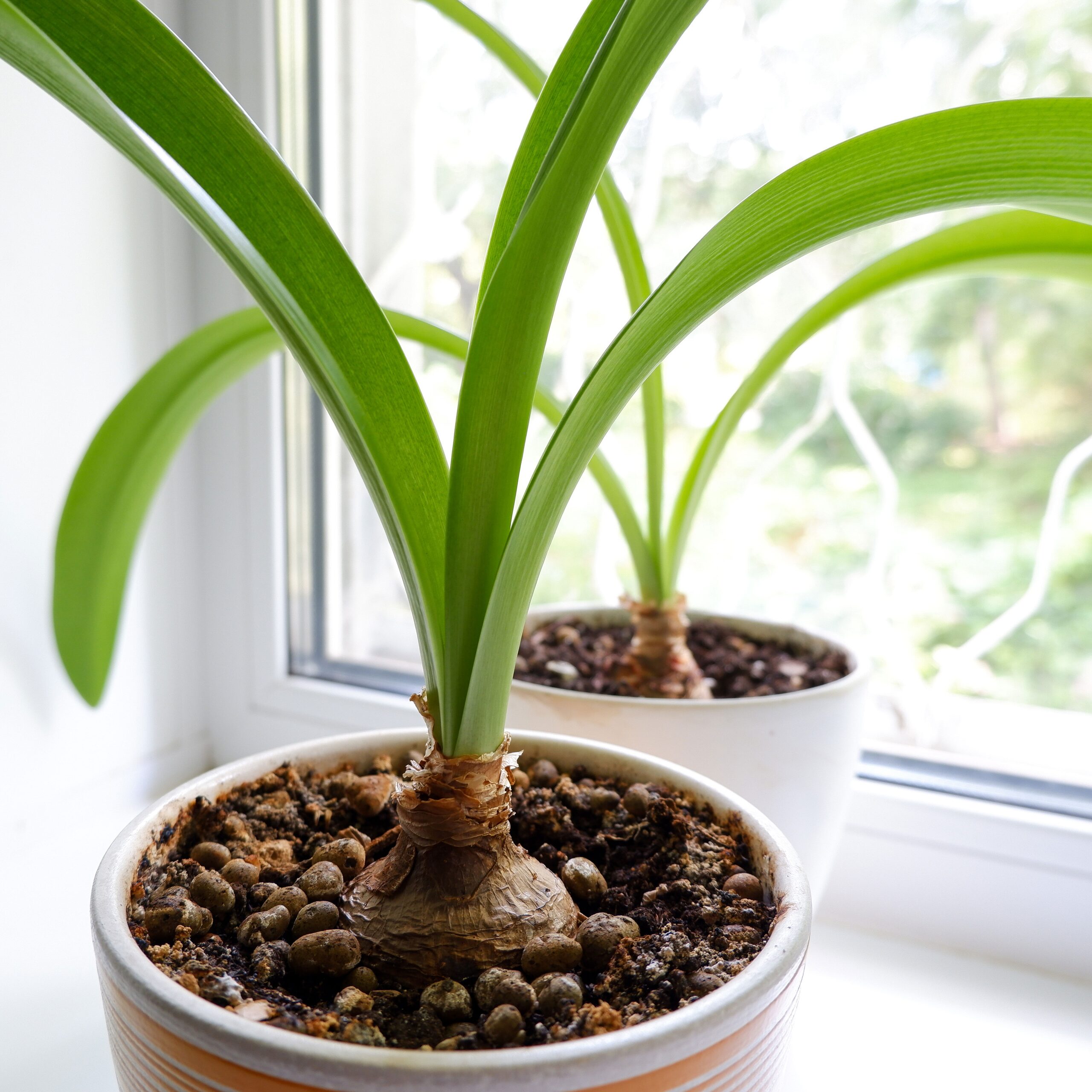 caladium in indirect sunlight window