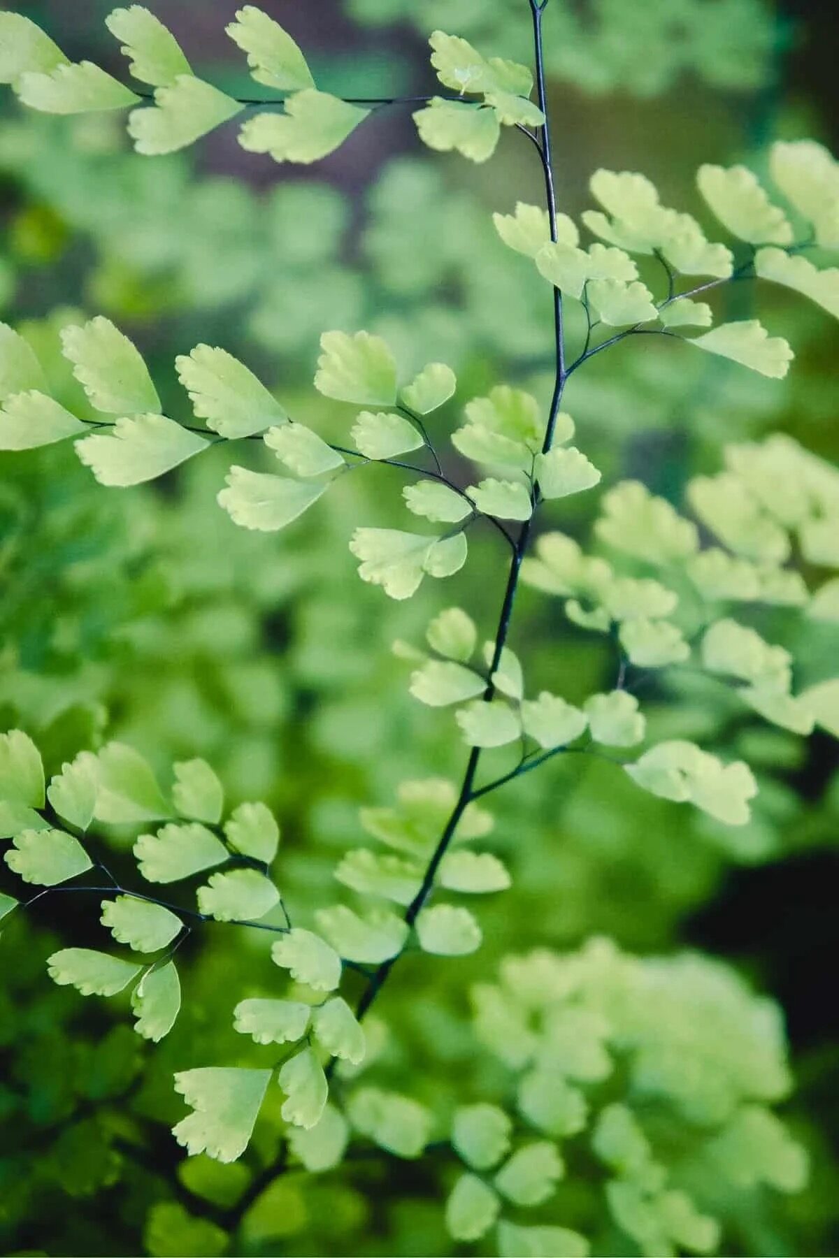 Hidden Meanings of Maidenhair: Discover Its Symbolism and Folklore