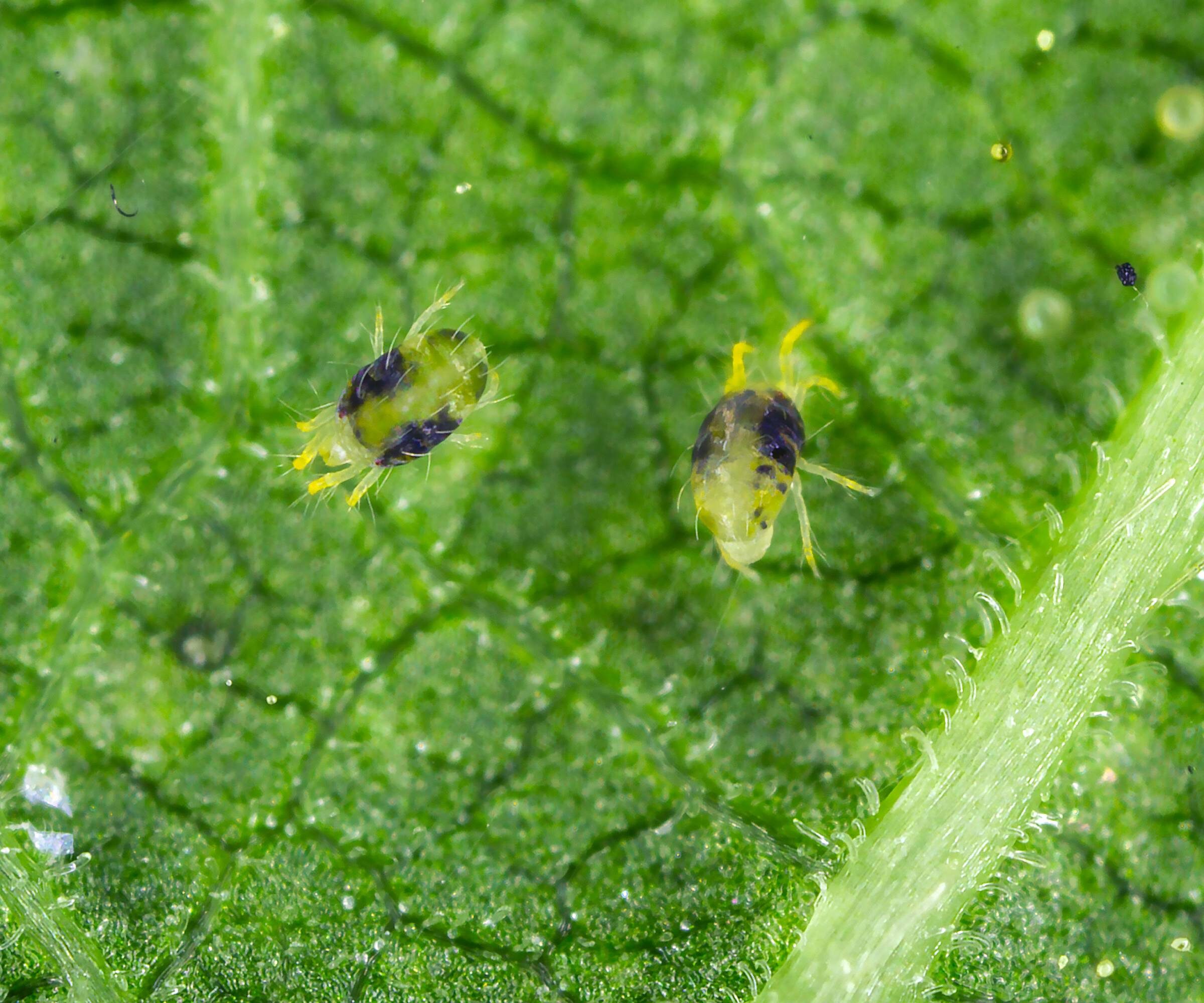 fittonia spider mites leaf close-up