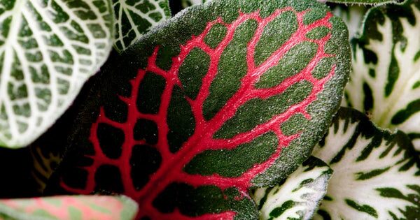 fittonia aphids on new growth