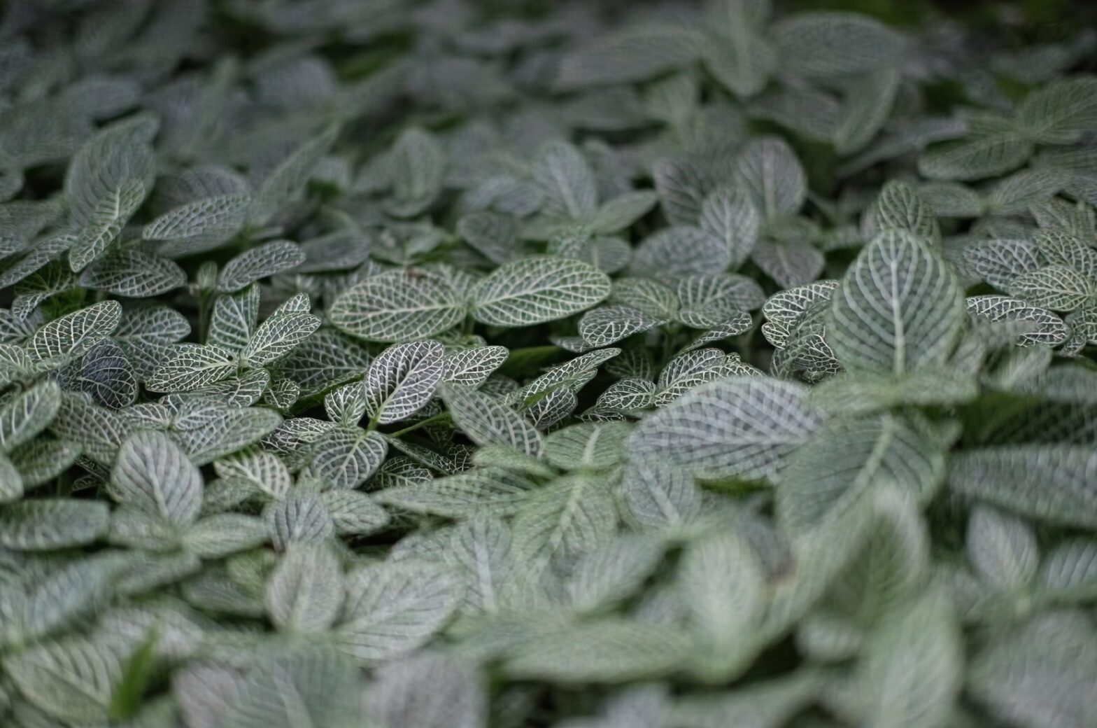 Why Fittonia ‘Faints’ and Springs Back: The Drama Behind Those Droopy Leaves
