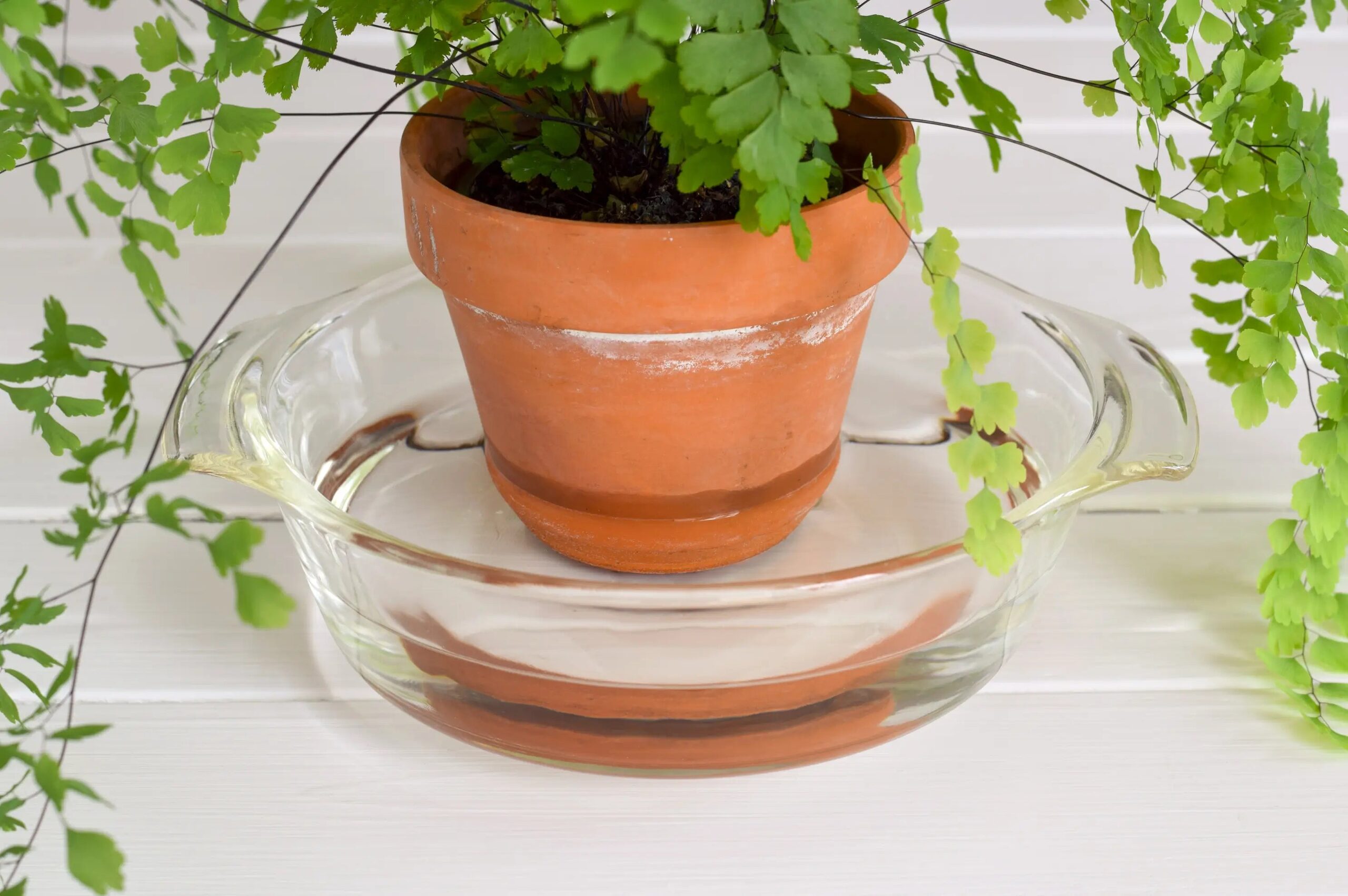 fittonia bottom watering bowl