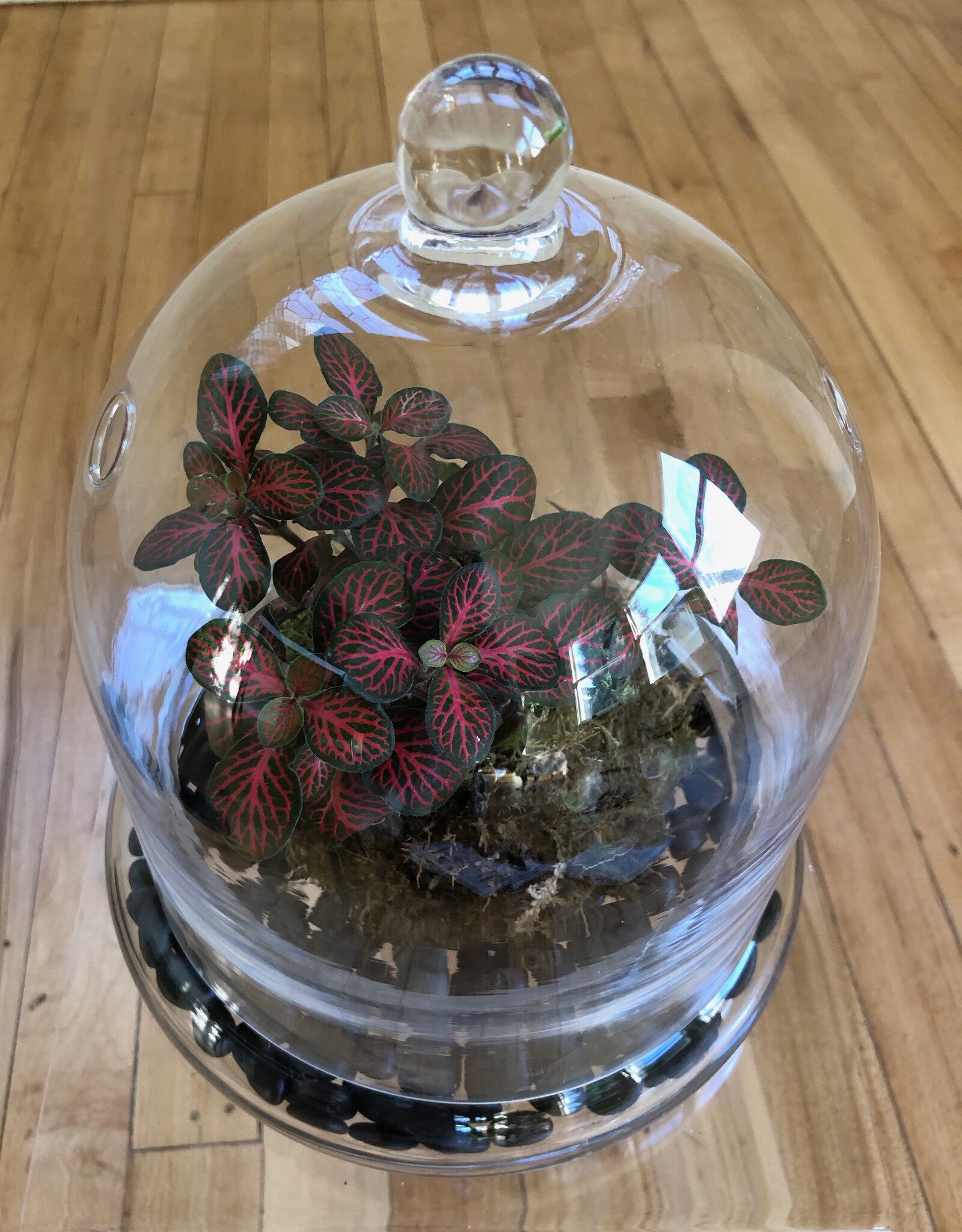 fittonia in glass terrarium