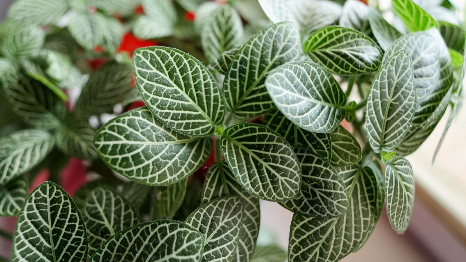 Veins, Virgo, and Modern 花语: What the Nerve Plant Says—and Where That Meaning Came From