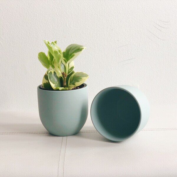 fittonia gift matte ceramic pot