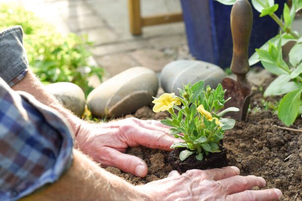 planting fittonia cuttings hands
