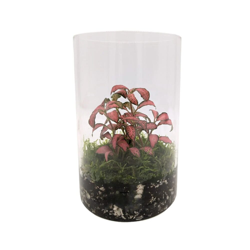 Zero-Stress Terrarium: Build a Self-Humid Home Where Fittonia Thrives