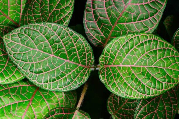 fittonia leaf veins close up