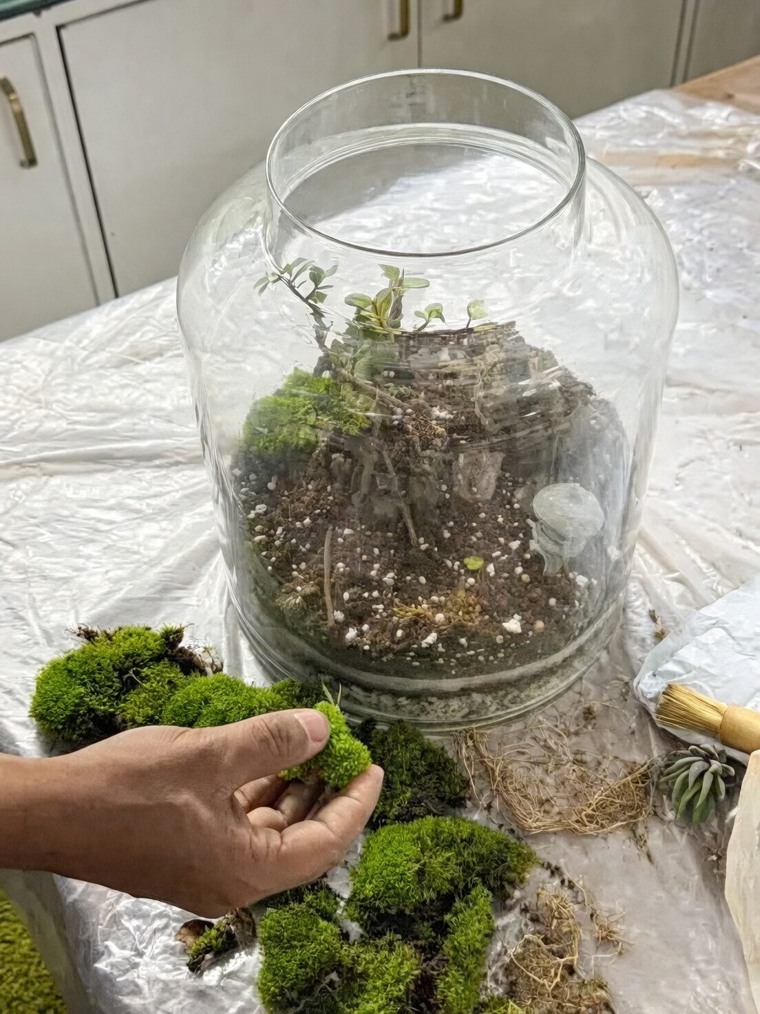 fittonia terrarium layers pebbles soil