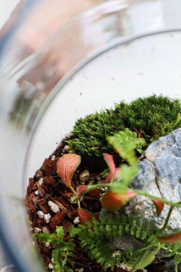 planting fittonia with tweezers jar
