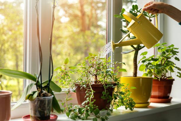 Carpet Maker: A Propagation Masterclass for Thick, Lush Fittonia Pots