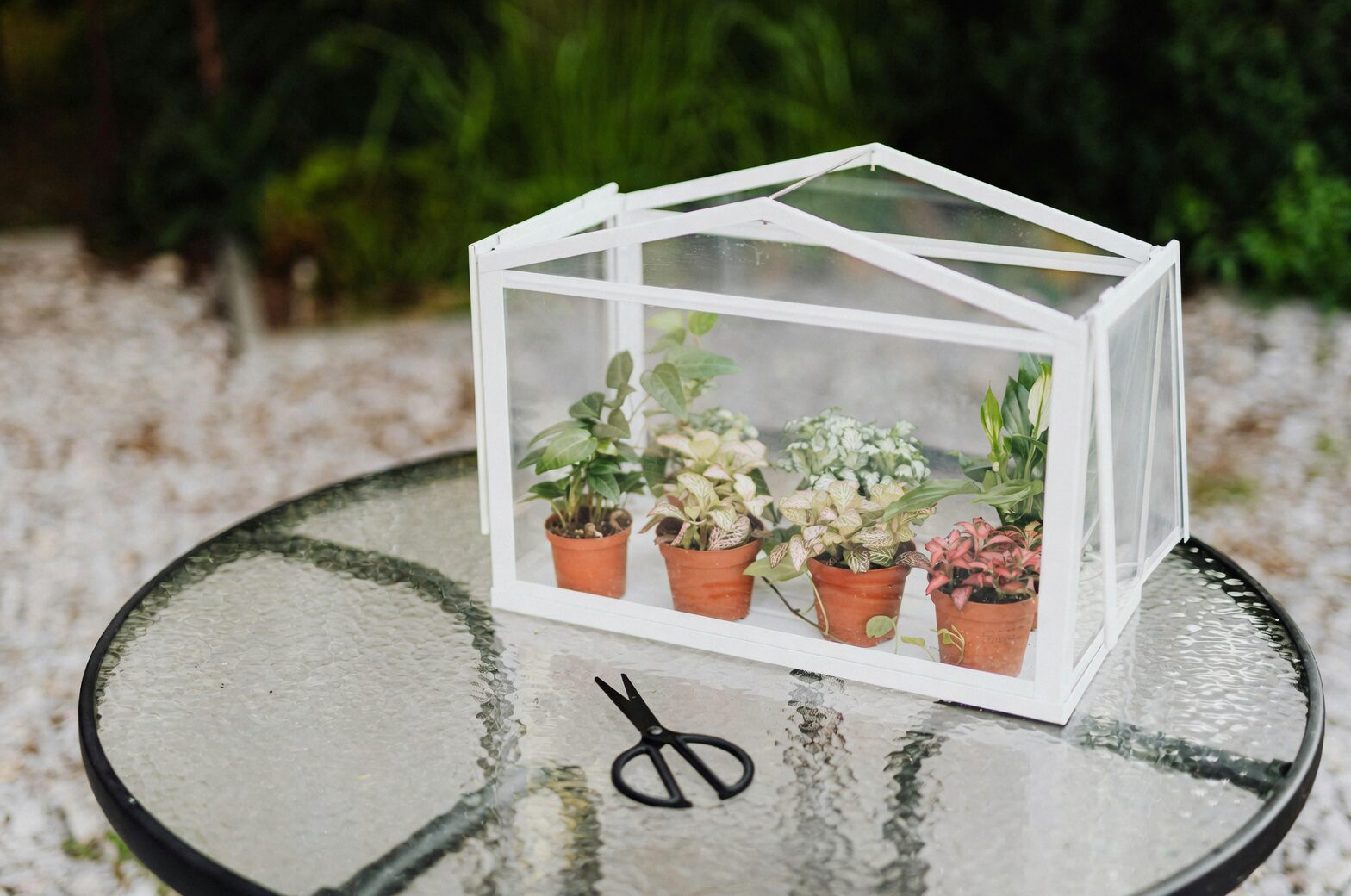 fittonia humidity dome tray