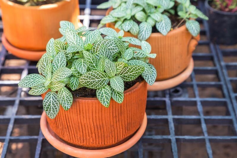 fittonia node pinning pot