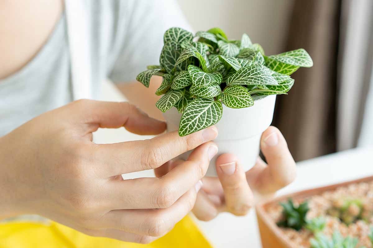 fittonia tip pinching close-up