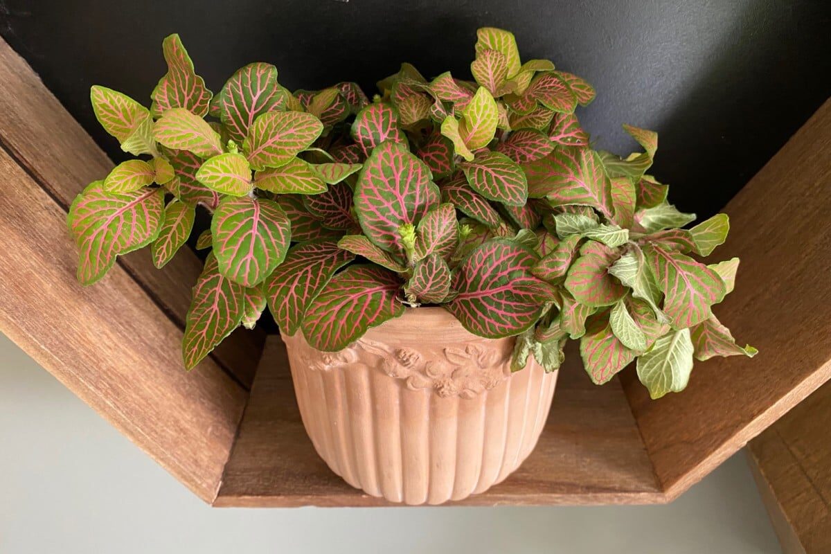 Color Pop in the Shade: Styling Pink- and White-Veined Fittonias for Moody Corners