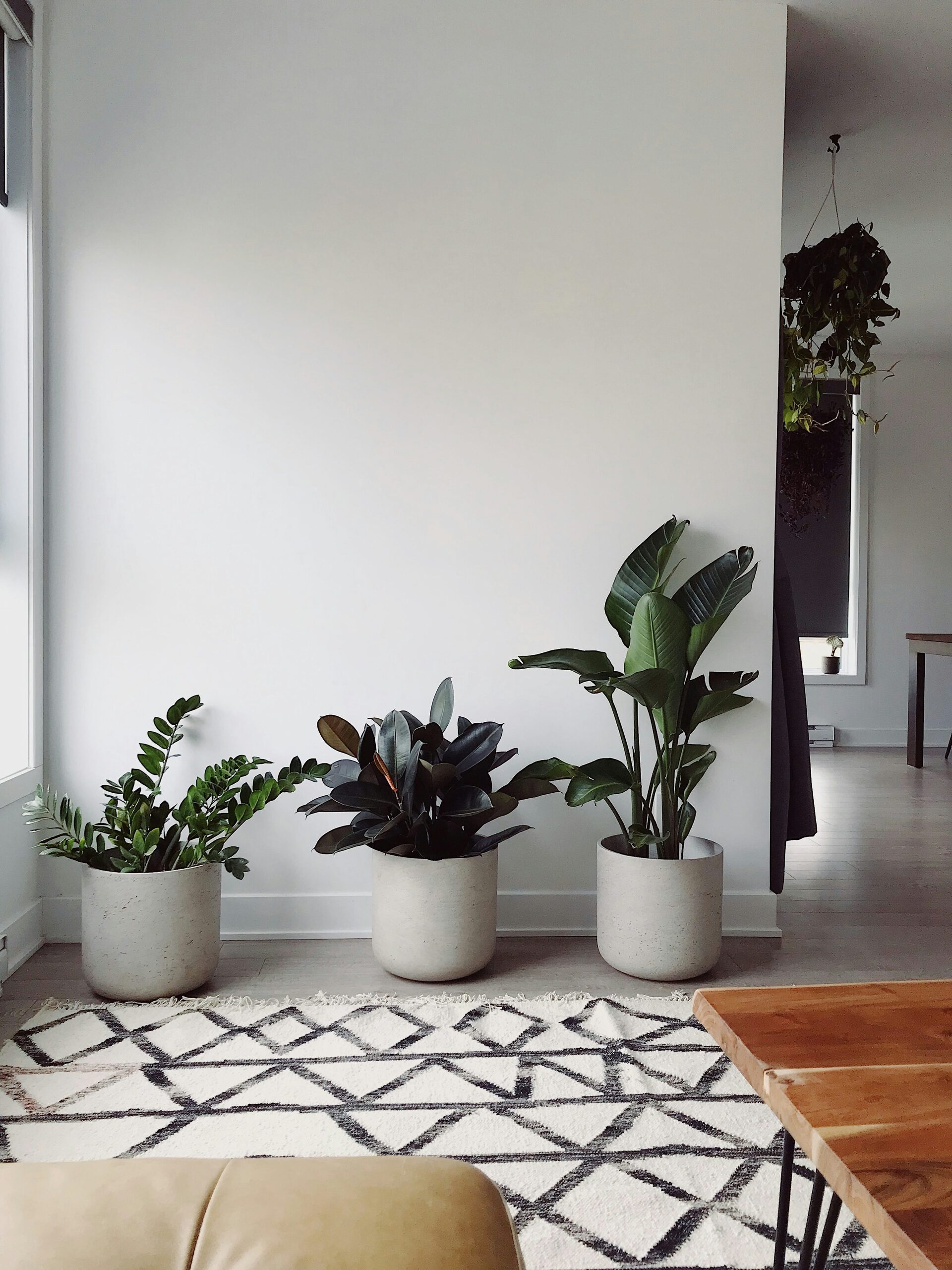 white-veined fittonia black pot concrete tray