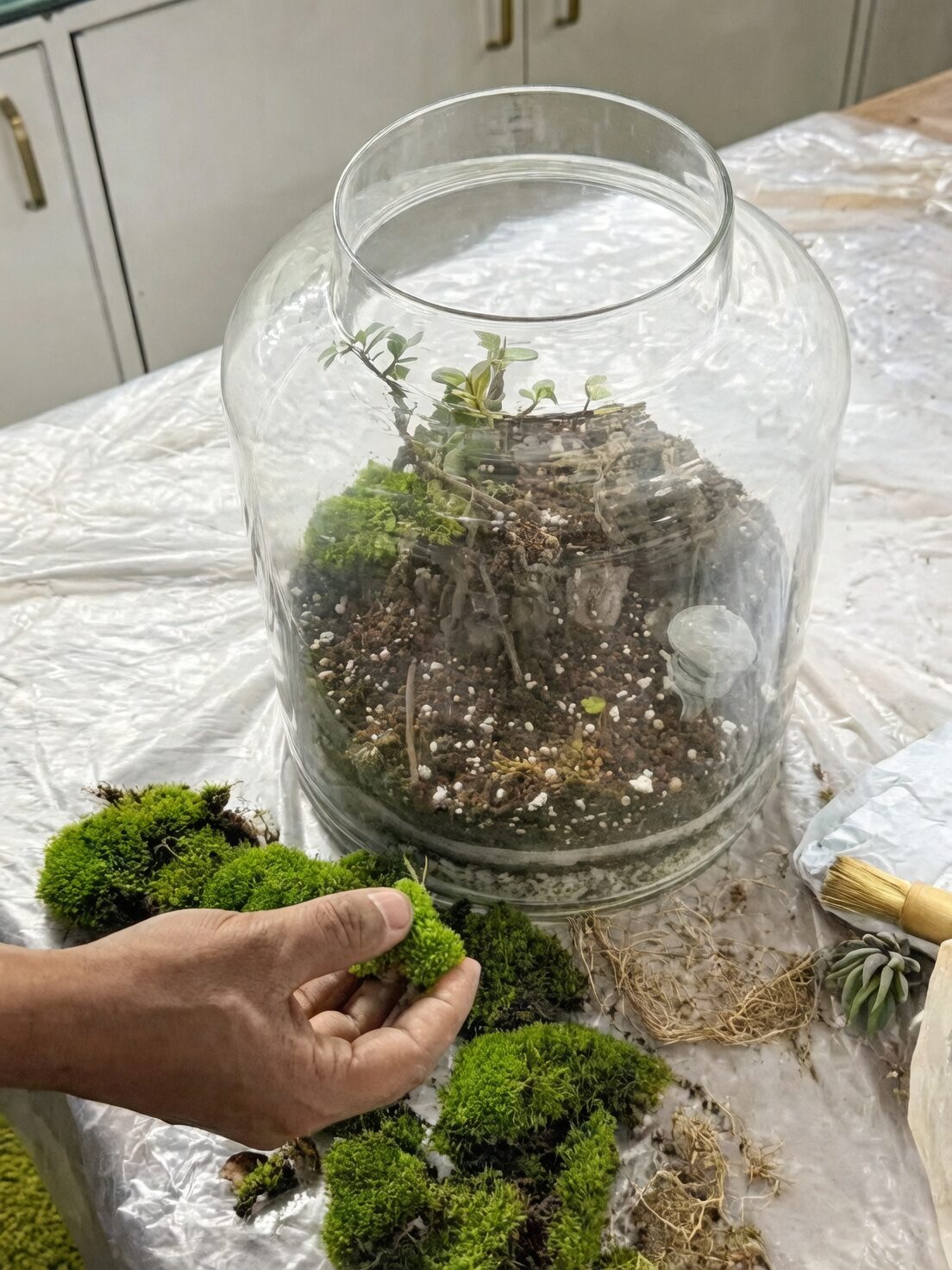 fittonia closed terrarium layers moss