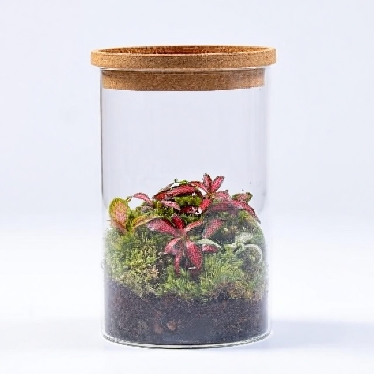 Tiny Jungle, Big Harmony: Best Terrarium Companions for Nerve Plant