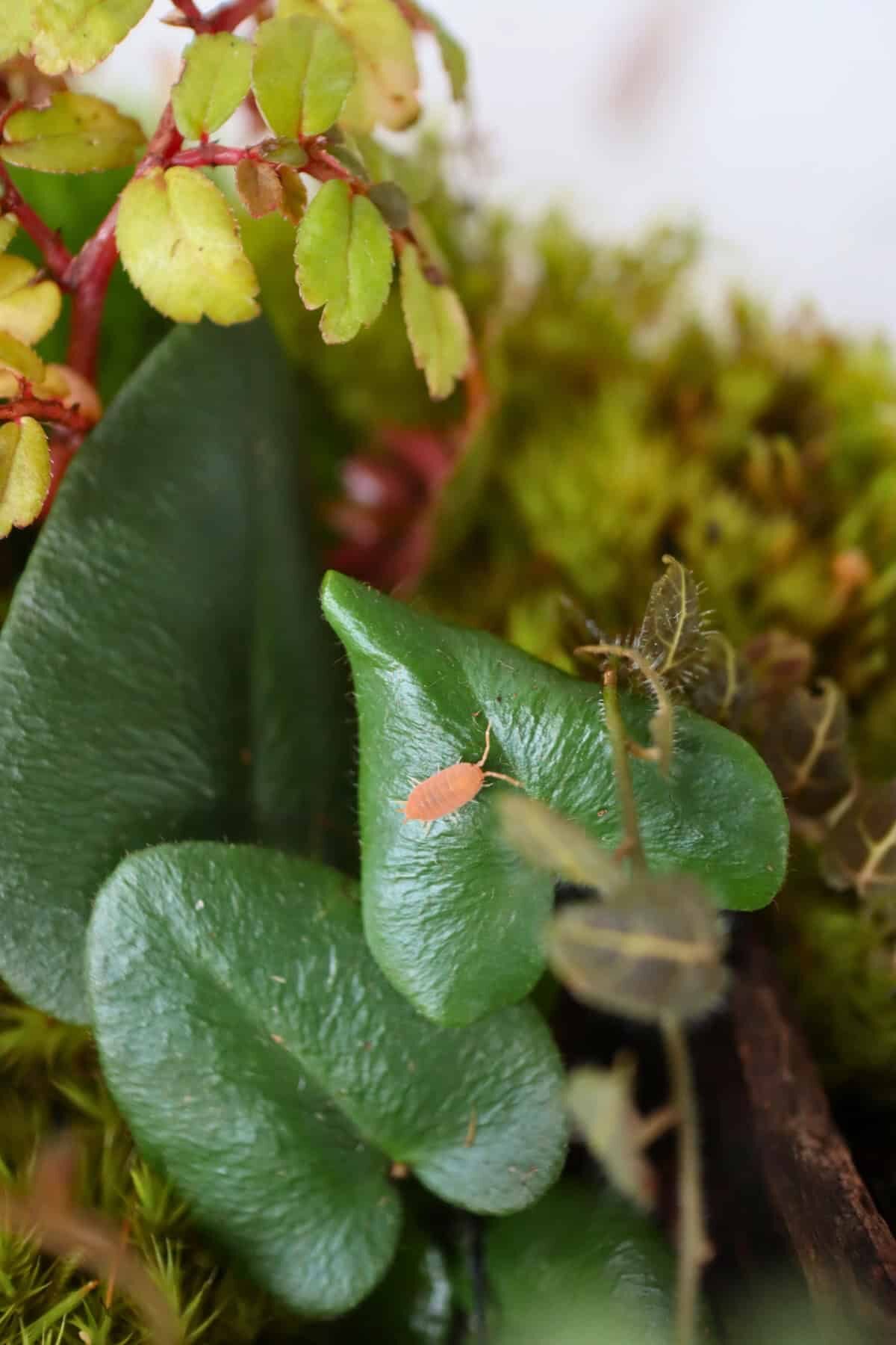 fittonia and heart fern terrarium